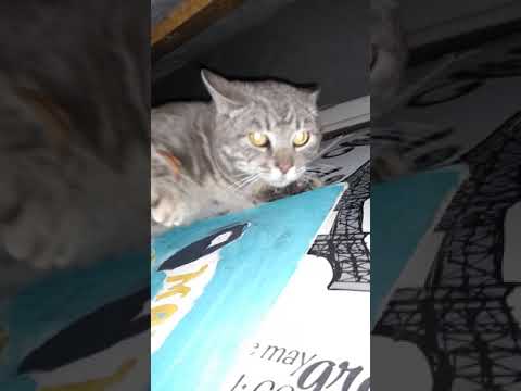 Dealing with that cat for 24 hours