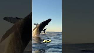 Why Dead Whales Explode Like Bombs 💥🐋 | Shocking Animal Fact You Didn’t Know #shorts