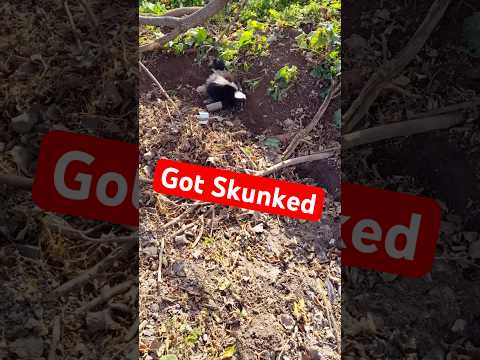 Skunkinator!!!!