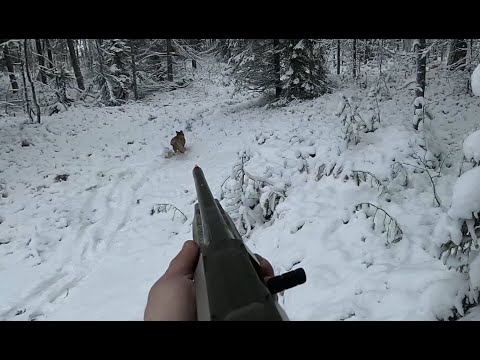 Ketunmetsästystä / Foxhunting 67