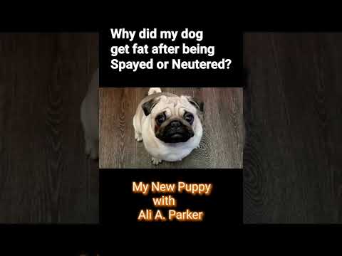 Why do dogs gain weight after being spayed or neutered?