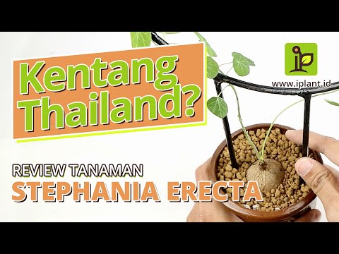 , title : 'Review Tanaman Stephania Erecta, Kentang Thailand Yang Cantik | Tips Repotting'