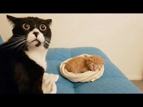 The Funniest Cat Videos 😺 Cats That Made the Internet Go Wild | Try Not to Laugh 😂