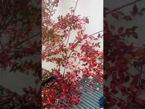 Merisori (cranberries) si afini toamna tarziu