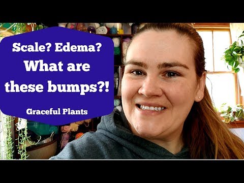 Bumps on my Succulent | Could it be Scale? | Graceful Plants