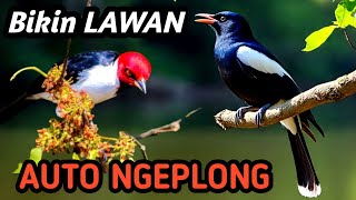 Download lagu MASTERAN KACER NEMBAK NGEROL | Natural Therapy Sound for Kacer Gacor All Day mp3