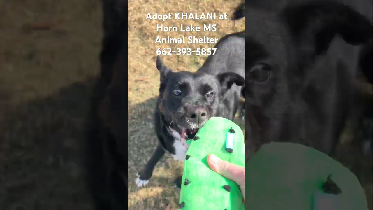 Khalani, a Adoptable mixed breed in Horn Lake, MS video 6/6