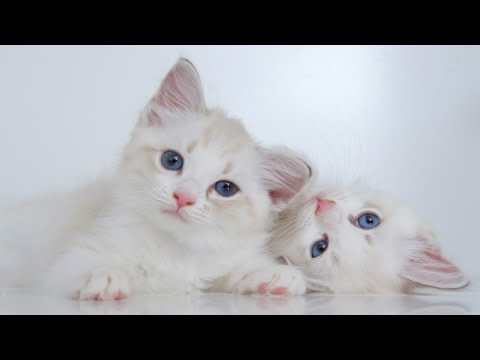 Funniest Cats video | Life sweet 2021 best Funny 😅 part (8) قطط مضحكة فيديو