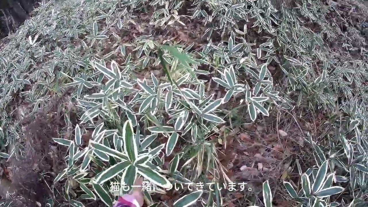 馬のおやつ収穫