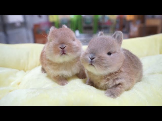 手乗りサイズの極小うさぎ！ネザーランドドワーフの赤ちゃんがかわいい！のサムネイル画像