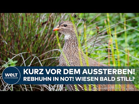 VOGEL DES JAHRES: So selten ist das Rebhuhn in Deutschland geworden!