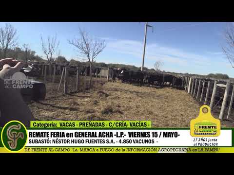 DE FRENTE AL CAMPO junto al SECTOR PRODUCTIVO - REMATE NHF S.A. -15/MAYO- GRAL. ACHA - PARTE 2-