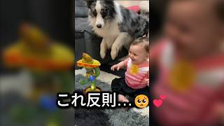 癒しMAX🐶🐱👶人間×動物の尊い瞬間まとめ7分【厳選】