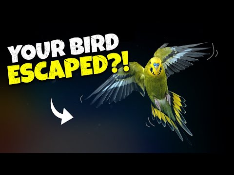 Your Bird Flew Away? 5 Ways to Get It Back