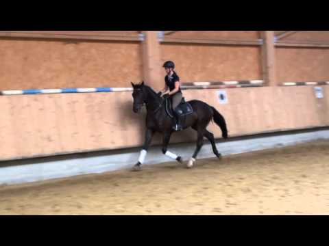 Roy von Worrenberg - Royal Classic x Bolero - 4. Mal unter dem Sattel