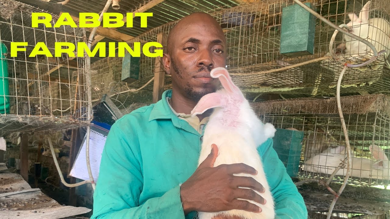 Meet the biggest rabbit farmer in Calabar with a vision to own a 10,000 ￼capacity rabbit farm