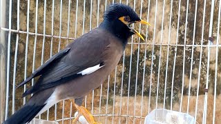 Download lagu JALAK NIAS APA SAJA LANGSUNG IKUTAN NYAUT NGOCEH DENGAR PANCINGAN JALAK NIAS INI || JALAK GACOR mp3 Download lagu JALAK NIAS APA SAJA LANGSUNG IKUTAN NYAUT NGOCEH DENGAR PANCINGAN JALAK NIAS INI || JALAK GACOR mp3