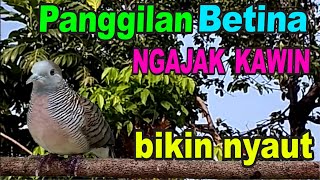 Download lagu Perkutut betina memanggil jantan pasti manjur buat pancingan mp3 Download lagu Perkutut betina memanggil jantan pasti manjur buat pancingan mp3