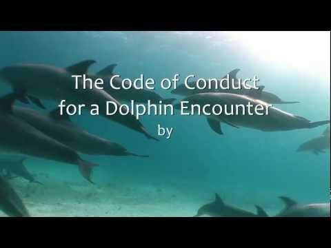 The Code of Conduct for Dolphin Encounters
