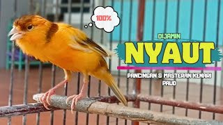 Download lagu Suara Pancingan Kenari PAUD BeLajar Bunyi NgeriwiK || Masteran KENARI Paud || Part 131 mp3