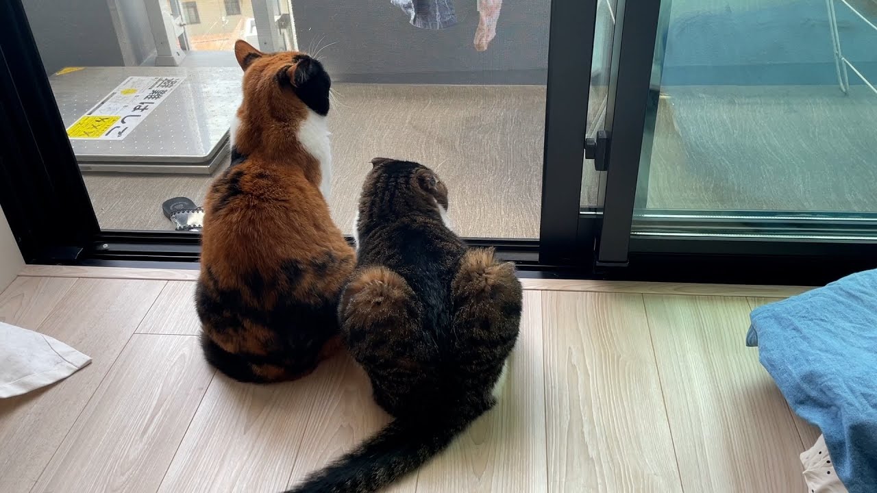 【親子猫】まったり午後からハッスルタイムへのギャップがすごい猫【スコティッシュフォールド】