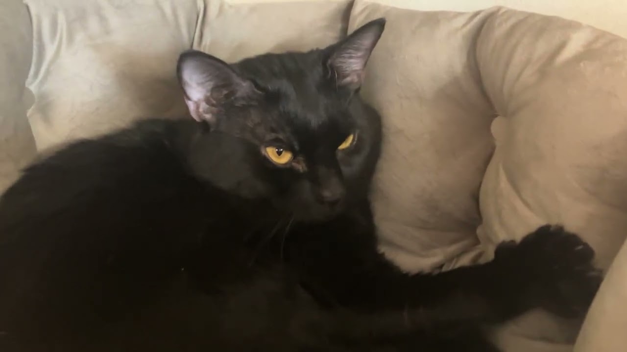 Enlarge Winston Charles, a ADOPTABLE Domestic Short Hair in Eatontown, NJ video 3/6