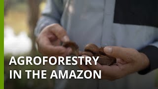 How can agroforestry lead the way to restore degraded land in the Amazon?