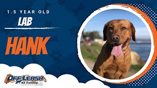 Download Lagu 1.5 Year Old Lab | Hank |Central Coast: Off-Leash K9 Training Thumbnail