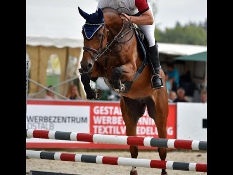 SOLD 2014 top jumping mare by KANNAN ! www.sporthorses-online.com