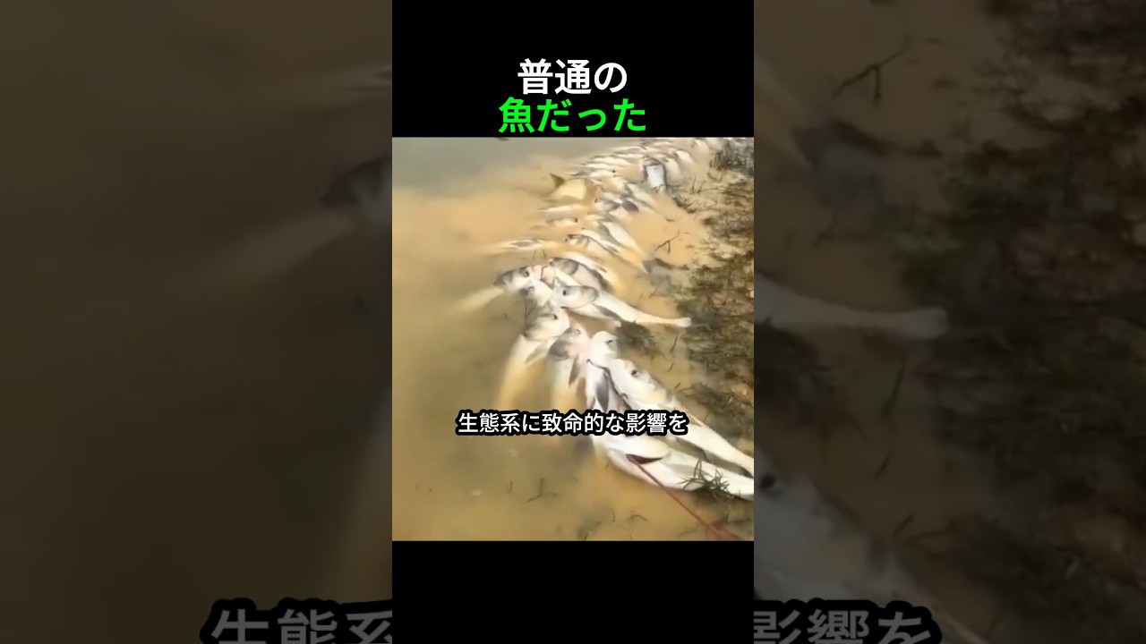 普通の魚が災いになった理由