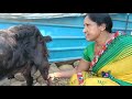 Milk Making