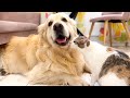 A Pregnant Cat Shows Her Love for the Golden Retriever