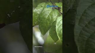 Prakiraan Cuaca dari BMKG Besok, 15 Maret 2023, 26 Wilayah Potensi Hujan Lebat, Petir, Angin Kencang