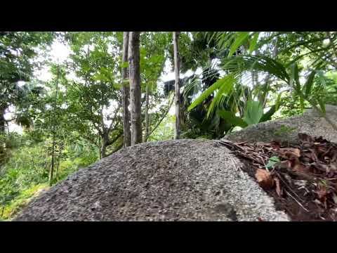 #Seychelles Six Senses Guide Rodney | Coco de Mer explanation.