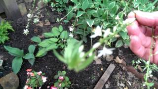 Plants to Grow in Shade Under Trees - Airplane Plant &amp; Perennials