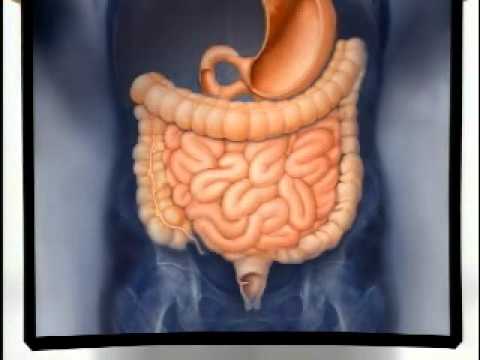 Introduction to Gastroenterology