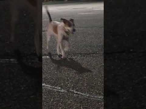 these dogs are tired now. let em run it out in a parking lot