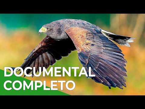 Los Cazadores del Cielo | Vida Salvaje Episodio 7 | Free Documentary Nature - Español