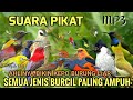 SUARA PIKAT SEMUA BURCIL PALING AMPUH ️ Mp3 Pikat Pikatburung Baru TERBUKTI