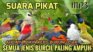 Download lagu SUARA PIKAT SEMUA BURCIL PALING AMPUH 🕊️ Mp3 pikat #pikatburung Baru TERBUKTI  mp3