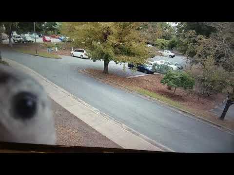 Curious bird checking out a new camera