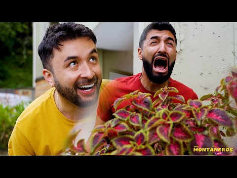 BROTHERLY MISBEHAVIOURS - THE MOUNTAINEERS