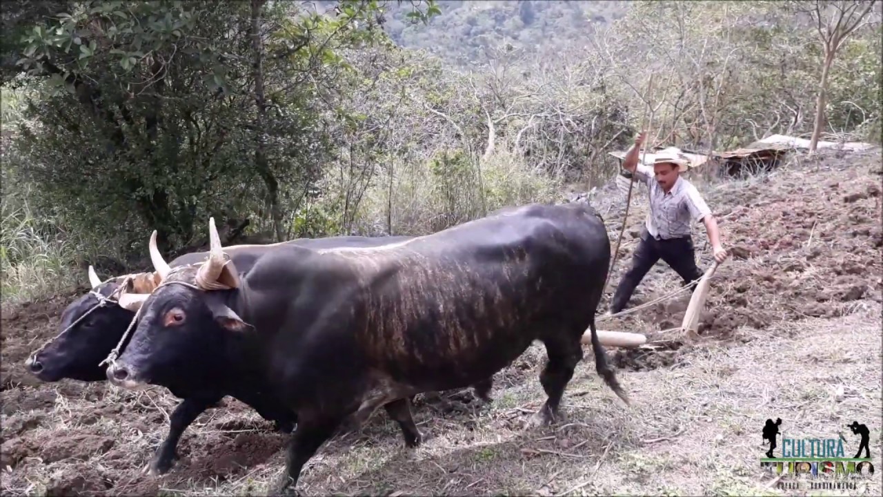 Putar video Arado Con Yunta De Bueyes sekarang Arado Con Yunta De Bueyes