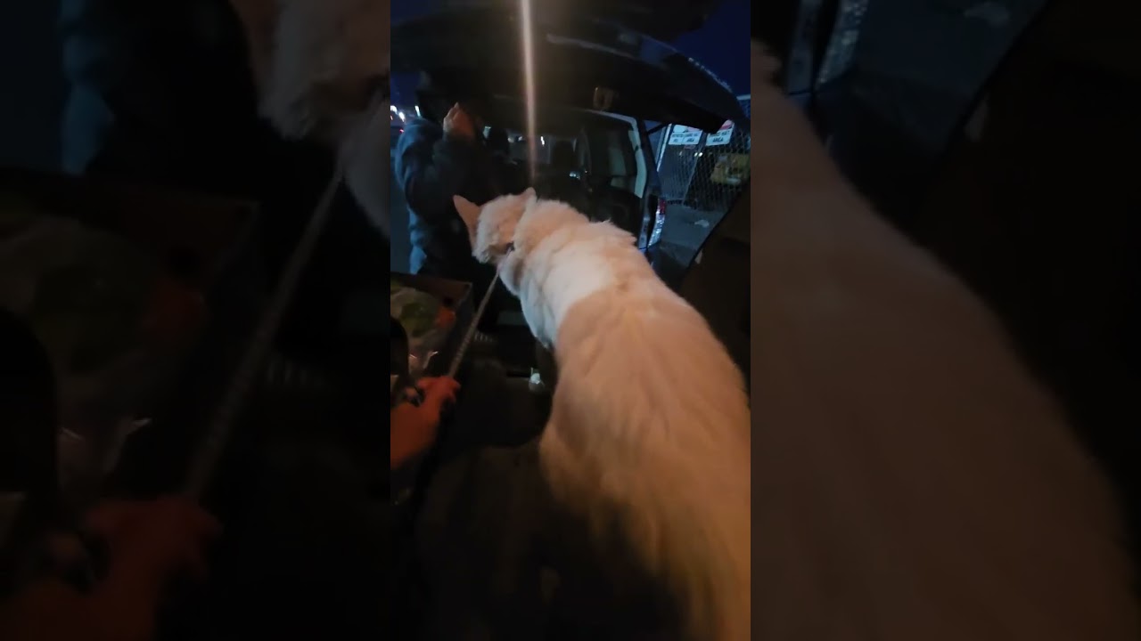 Rocky, a ADOPTABLE Husky in Redwood City , CA video 6/6