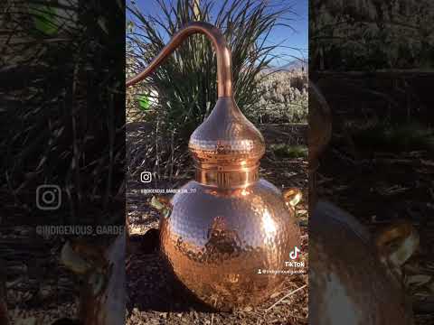 🌿🌳Grow your own Medicine! #indigenousbotanicals #herbs #plantmedicines #garden #growmedicine