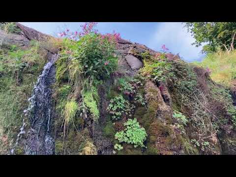 Kräuterweihe- Frauenbuschen-Frauen30iger ♥️15. August- 14. September 🌿