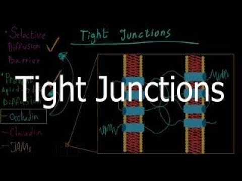 Tight Junctions (Functions and proteins) - YouTube