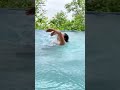 Multi Mohan Swimming In A Bikini