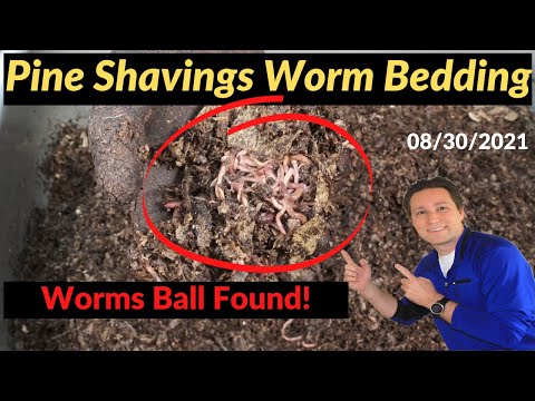 Pine Shavings Worm Bin Cantaloupe is GONE 8/30/2021