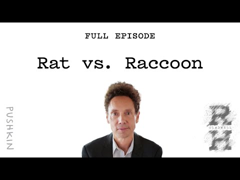 Rat vs. Raccoon | Malcolm Gladwell's Revisionist History